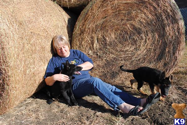 German Shepherd Puppies in TX